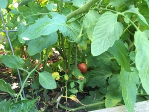blog tomatoes 1